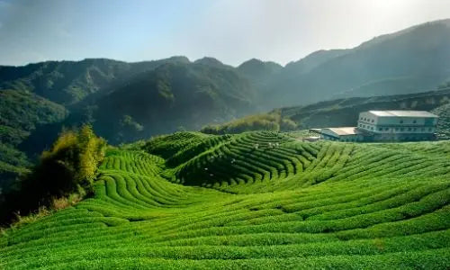 Why is Sencha green tea so special and how do you make it?