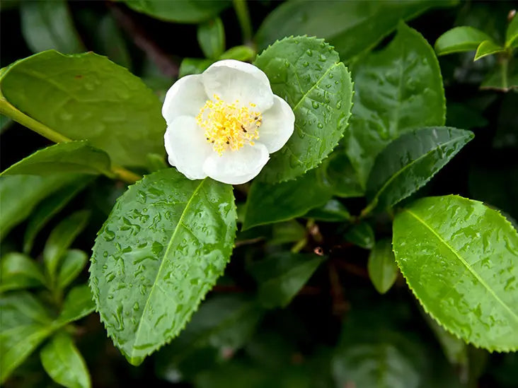 Whats in a name - tea, tisane or infusion