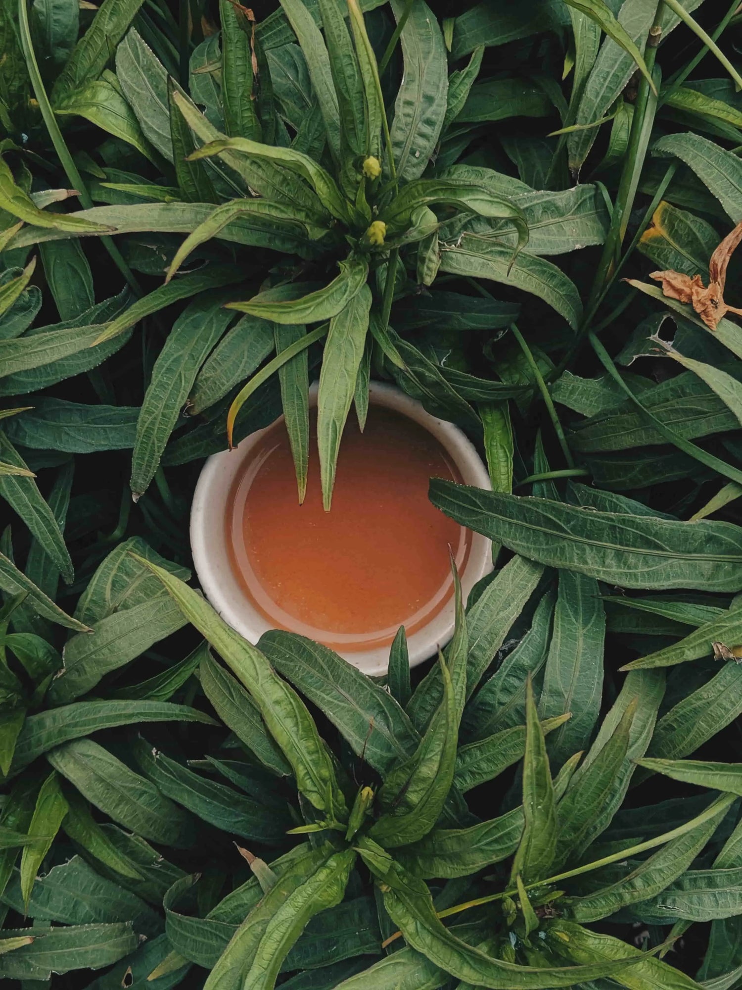 Our favorite weird and wonderful tea facts - 3 BRU AG