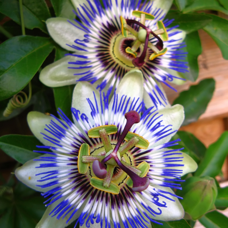 Passionsblume
