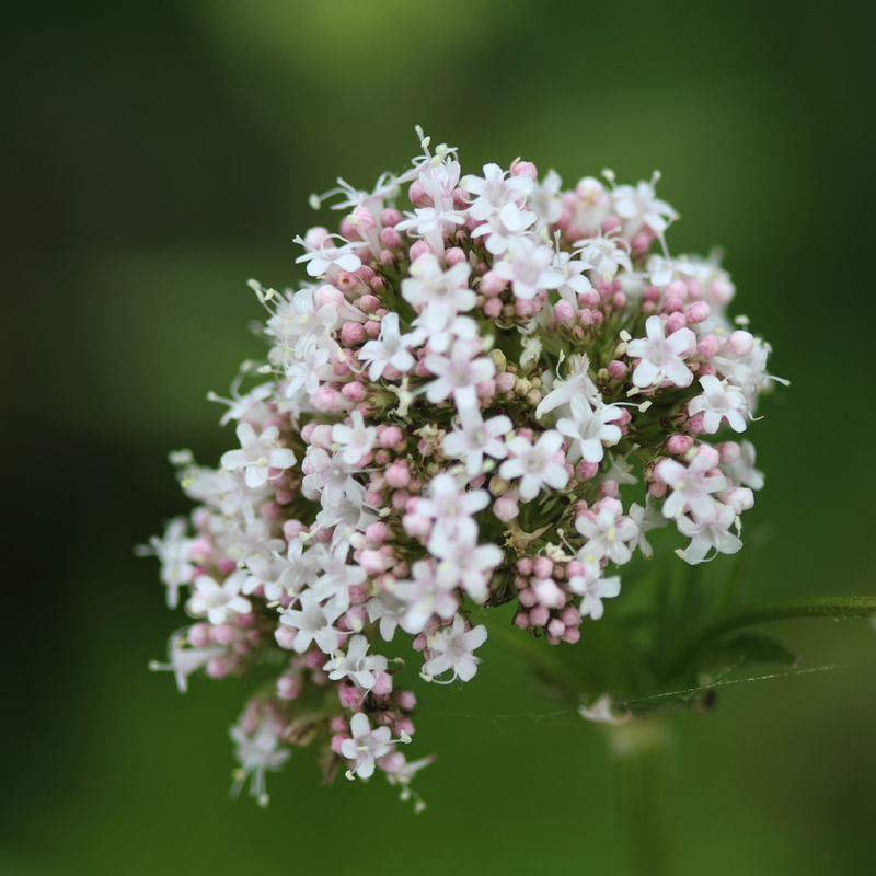 Baldrianwurzel