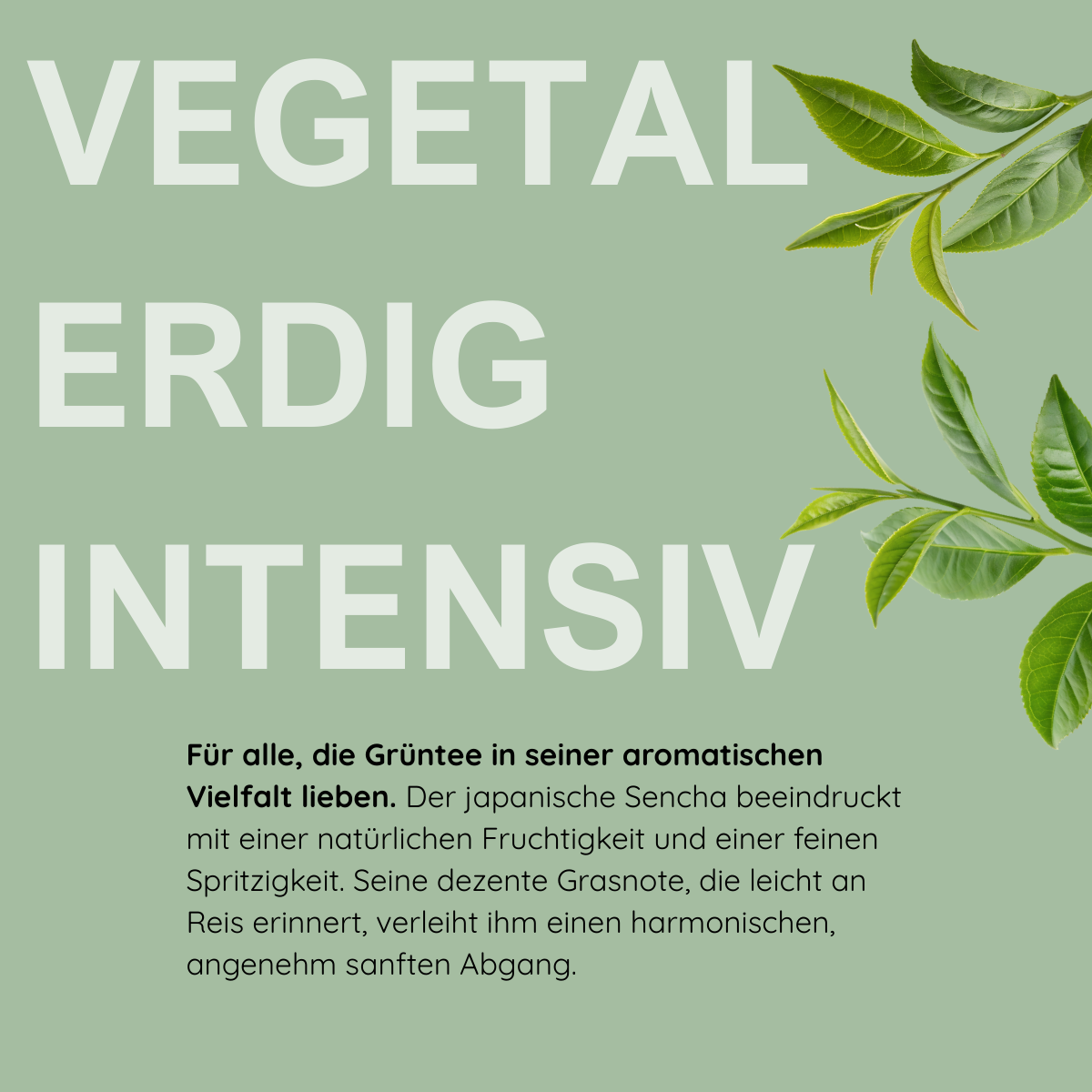 Grüntee Sencha aus Japan